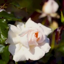 'Morten Korch' Rosa X 'Morten Korch' (Storblomstrende) A-Kvalitet,- Barrods Roser Min. 3 Grene 14 'Morten Korch' Rosa X 'Morten Korch' (Storblomstrende) A-Kvalitet,- Barrods Roser Min. 3 Grene -Osmoz Naturens Butik p12767 51340 rosa x morten korch storblomstrende d39c