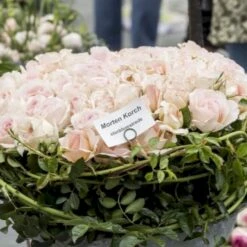 'Morten Korch' Rosa X 'Morten Korch' (Storblomstrende) A-Kvalitet,- Barrods Roser Min. 3 Grene 15 'Morten Korch' Rosa X 'Morten Korch' (Storblomstrende) A-Kvalitet,- Barrods Roser Min. 3 Grene -Osmoz Naturens Butik p12767 51341 rosa x morten korch storblomstrende 736b