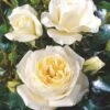'Monsoon'™ Rosa X 'Monsoon'™ (Storblomstrende) A-Kvalitet,- Barrods Roser Min. 3 Grene -Osmoz Naturens Butik p12769 51336 rosa x monsoon storblomstrende d59c