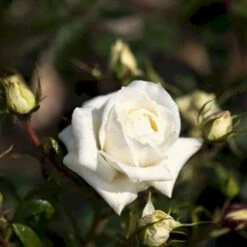 'Monsoon'™ Rosa X 'Monsoon'™ (Storblomstrende) A-Kvalitet,- Barrods Roser Min. 3 Grene -Osmoz Naturens Butik p12769 51337 rosa x monsoon storblomstrende a275