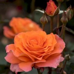 'Tea Time'® Rosa X 'Tea Time'® (Storblomstrende) A-Kvalitet,- Barrods Roser Min. 3 Grene 8 'Tea Time'® Rosa X 'Tea Time'® (Storblomstrende) A-Kvalitet,- Barrods Roser Min. 3 Grene -Osmoz Naturens Butik p12774 53993 rosa x tea time storblomstrende 9e2a