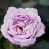 'Twice In A Blue Moon'® Rosa X 'Twice In A Blue Moon'® (Storblomstrende) A-Kvalitet,- Barrods Roser Min. 3 Grene -Osmoz Naturens Butik p12776 51403 rosa x twice in a blue moon storblomstrende afd5
