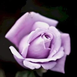 'Twice In A Blue Moon'® Rosa X 'Twice In A Blue Moon'® (Storblomstrende) A-Kvalitet,- Barrods Roser Min. 3 Grene -Osmoz Naturens Butik p12776 51404 rosa x twice in a blue moon storblomstrende 6a4d