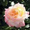 'Aquarell'® Rosa X 'Aquarell'® (Storblomstrende) A-Kvalitet,- Barrods Roser Min. 3 Grene -Osmoz Naturens Butik p12779 53336 rosa x aquarell storblomstrende 37a5