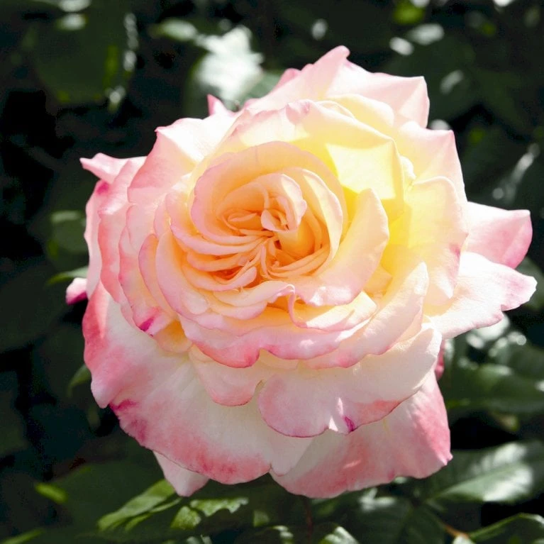'Aquarell'® Rosa X 'Aquarell'® (Storblomstrende) A-Kvalitet,- Barrods Roser Min. 3 Grene 3 'Aquarell'® Rosa X 'Aquarell'® (Storblomstrende) A-Kvalitet,- Barrods Roser Min. 3 Grene