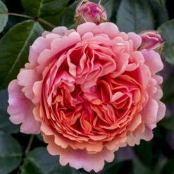 'Chippendale'® Rosa X 'Chippendale'® (Storblomstrende) A-Kvalitet,- Barrods Roser Min. 3 Grene -Osmoz Naturens Butik p12787 53969 rosa x chippendale storblomstrende 51cd