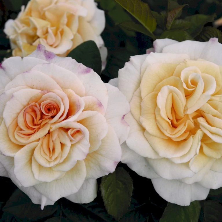 'Comtessa'® Rosa X 'Comtessa'® (storblomstrende) A-Kvalitet,- Barrods Roser Min. 3 Grene 3 'Comtessa'® Rosa X 'Comtessa'® (storblomstrende) A-Kvalitet,- Barrods Roser Min. 3 Grene