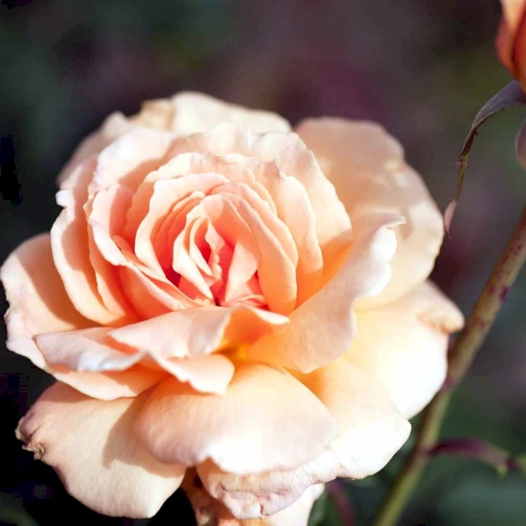 'Clodagh Mc.Gredy' Rosa X 'Clodagh Mc.Gredy' (storblomstrende) A-Kvalitet,- Barrods Roser Min. 3 Grene 3 'Clodagh Mc.Gredy' Rosa X 'Clodagh Mc.Gredy' (storblomstrende) A-Kvalitet,- Barrods Roser Min. 3 Grene