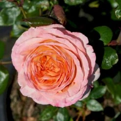 'Scented Memory'™ Rosa X 'Scented Memory'™ (Storblomstrende) A-Kvalitet,- Barrods Roser Min. 3 Grene -Osmoz Naturens Butik p12801 51380 rosa x scented memory storblomstrende 875f