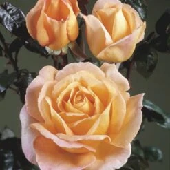 'Scented Memory'™ Rosa X 'Scented Memory'™ (Storblomstrende) A-Kvalitet,- Barrods Roser Min. 3 Grene -Osmoz Naturens Butik p12801 51381 rosa x scented memory storblomstrende 71c0