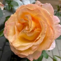 'Scented Memory'™ Rosa X 'Scented Memory'™ (Storblomstrende) A-Kvalitet,- Barrods Roser Min. 3 Grene -Osmoz Naturens Butik p12801 51382 rosa x scented memory storblomstrende deea