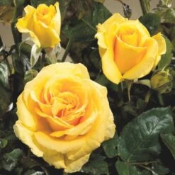 'Wonderful'™ Rosa X 'Wonderful'™ (Storblomstrende) A-Kvalitet,- Barrods Roser Min. 3 Grene -Osmoz Naturens Butik p12805 51412 rosa x wonderful storblomstrende a1a7