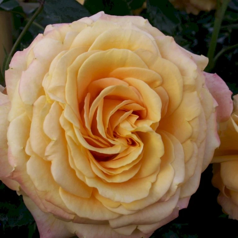 'Amber Flush' Rosa X 'Amber Flush' (Buketrose) A-Kvalitet,- Barrods Roser Min. 3 Grene 3 'Amber Flush' Rosa X 'Amber Flush' (Buketrose) A-Kvalitet,- Barrods Roser Min. 3 Grene