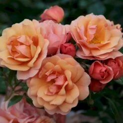 'Aprikola'® Rosa X 'Aprikola'® (Buketrose) A-Kvalitet,- Barrods Roser Min. 3 Grene -Osmoz Naturens Butik p12809 53543 rosa x aprikola buketrose 0efd