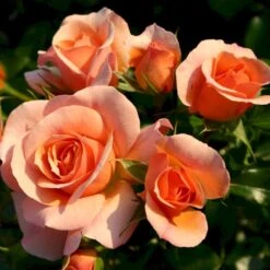 'Aprikola'® Rosa X 'Aprikola'® (Buketrose) A-Kvalitet,- Barrods Roser Min. 3 Grene -Osmoz Naturens Butik p12809 53545 rosa x aprikola buketrose 4b32