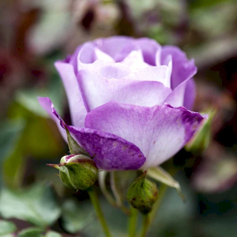 'Blue For You' Rosa X 'Blue For You' (Buketrose) A-Kvalitet,- Barrods Roser Min. 3 Grene 5 'Blue For You' Rosa X 'Blue For You' (Buketrose) A-Kvalitet,- Barrods Roser Min. 3 Grene - Billede 3