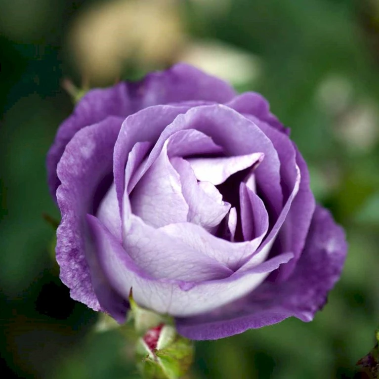 'Blue For You' Rosa X 'Blue For You' (Buketrose) A-Kvalitet,- Barrods Roser Min. 3 Grene 6 'Blue For You' Rosa X 'Blue For You' (Buketrose) A-Kvalitet,- Barrods Roser Min. 3 Grene - Billede 4