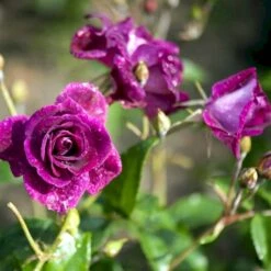 'Burgundy Ice' Rosa X 'Burgundy Ice' (Buketrose) A-Kvalitet,- Barrods Roser Min. 3 Grene -Osmoz Naturens Butik p12818 51452 rosa x burgundy ice buketrose 088d