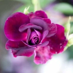 'Burgundy Ice' Rosa X 'Burgundy Ice' (Buketrose) A-Kvalitet,- Barrods Roser Min. 3 Grene -Osmoz Naturens Butik p12818 51453 rosa x burgundy ice buketrose c146