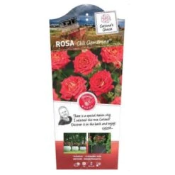 'Chili Clementine' Rosa X 'Chili Clementine' 3,0 Liter Potte