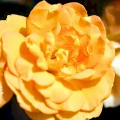 'Goldelse'® Rosa X 'Goldelse'® (Buketrose) A-Kvalitet,- Barrods Roser Min. 3 Grene -Osmoz Naturens Butik p12826 51510 rosa x goldelse buketrose e1c7