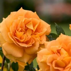 'Goldelse'® Rosa X 'Goldelse'® (Buketrose) A-Kvalitet,- Barrods Roser Min. 3 Grene -Osmoz Naturens Butik p12826 53973 rosa x goldelse buketrose a906