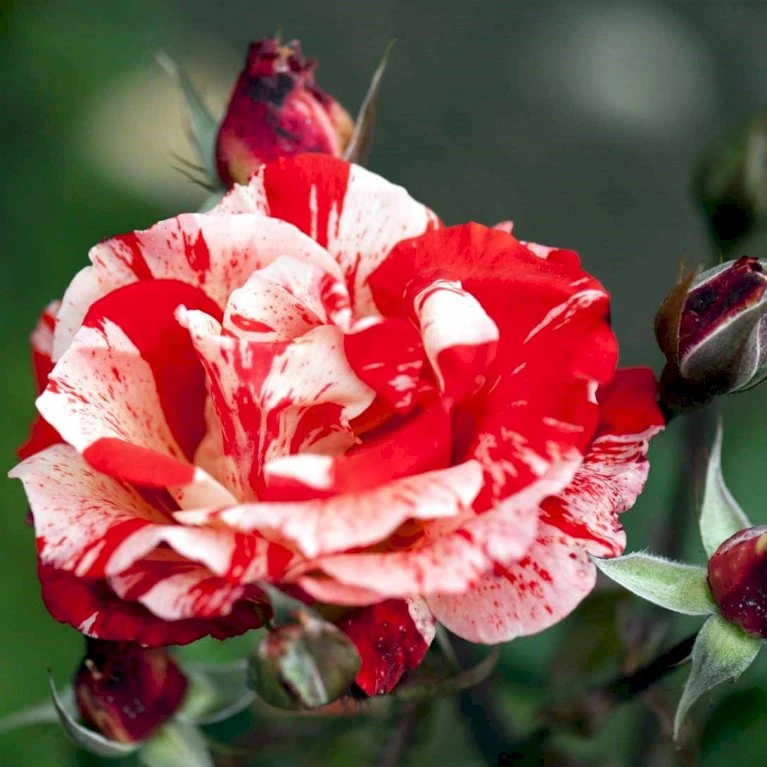 'Hanky Panky' Rosa X 'Hanky Panky' (Buketrose) A-Kvalitet,- Barrods Roser Min. 3 Grene 3 'Hanky Panky' Rosa X 'Hanky Panky' (Buketrose) A-Kvalitet,- Barrods Roser Min. 3 Grene
