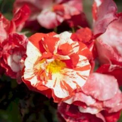 'Hanky Panky' Rosa X 'Hanky Panky' (Buketrose) A-Kvalitet,- Barrods Roser Min. 3 Grene 9 'Hanky Panky' Rosa X 'Hanky Panky' (Buketrose) A-Kvalitet,- Barrods Roser Min. 3 Grene -Osmoz Naturens Butik p12830 51517 rosa x hanky panky buketrose 82e6