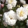 'Honeymilk'® Rosa X 'Honeymilk'® (Bunddækkerose) A-Kvalitet,- Barrods Roser Min. 3 Grene 1 'Honeymilk'® Rosa X 'Honeymilk'® (Bunddækkerose) A-Kvalitet,- Barrods Roser Min. 3 Grene -Osmoz Naturens Butik p12831 51532 rosa x honeymilk bunddaekkerose e04e