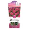 'Lovely Fairy' Rosa X 'Lovely Fairy' (bunddækkerose) 3,0 Liter Potte -Osmoz Naturens Butik p12836 38675 image 36a5