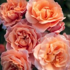 'Marie Curie' Rosa X 'Marie Curie' (Buketrose) A-Kvalitet,- Barrods Roser Min. 3 Grene 7 'Marie Curie' Rosa X 'Marie Curie' (Buketrose) A-Kvalitet,- Barrods Roser Min. 3 Grene -Osmoz Naturens Butik p12839 53356 rosa x marie curie buketrose dbfc