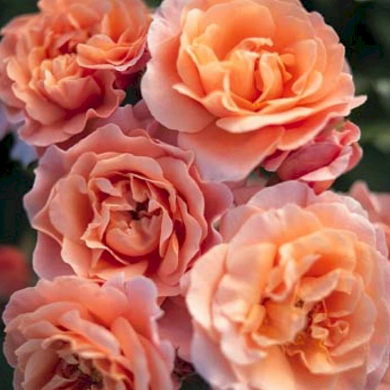 'Marie Curie' Rosa X 'Marie Curie' (Buketrose) A-Kvalitet,- Barrods Roser Min. 3 Grene 5 'Marie Curie' Rosa X 'Marie Curie' (Buketrose) A-Kvalitet,- Barrods Roser Min. 3 Grene - Billede 3