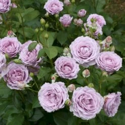 'Novalis'® Rosa X 'Novalis'® (Buketrose) A-Kvalitet,- Barrods Roser Min. 3 Grene -Osmoz Naturens Butik p12865 53616 rosa x novalis buketrose 087a