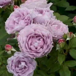 'Novalis'® Rosa X 'Novalis'® (Buketrose) A-Kvalitet,- Barrods Roser Min. 3 Grene -Osmoz Naturens Butik p12865 53617 rosa x novalis buketrose 4cd3