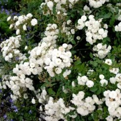 'Schneeflocke' Rosa X 'Schneeflocke' (Buketrose) A-Kvalitet,- Barrods Roser Min. 3 Grene -Osmoz Naturens Butik p12867 51700 rosa x schneeflocke buketrose 211e