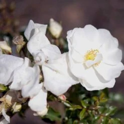 'Schneeflocke' Rosa X 'Schneeflocke' (Buketrose) A-Kvalitet,- Barrods Roser Min. 3 Grene -Osmoz Naturens Butik p12867 51701 rosa x schneeflocke buketrose 7b86