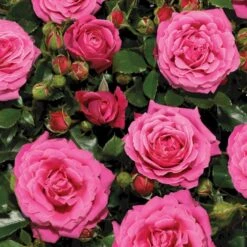 'Cardiff'™ Rosa X 'Cardiff'™ (Slotsrose) A-Kvalitet,- Barrods Roser Min. 3 Grene