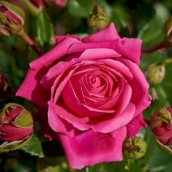 'Cardiff'™ Rosa X 'Cardiff'™ (Slotsrose) A-Kvalitet,- Barrods Roser Min. 3 Grene 10 'Cardiff'™ Rosa X 'Cardiff'™ (Slotsrose) A-Kvalitet,- Barrods Roser Min. 3 Grene -Osmoz Naturens Butik p12874 51770 rosa x cardiff slotsrose 1bb2