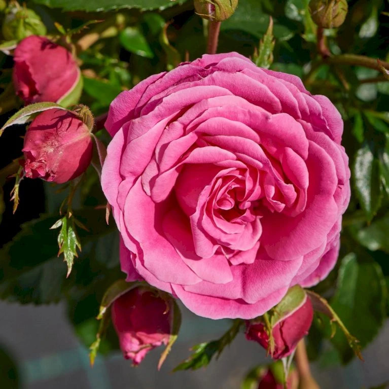 'Cardiff'™ Rosa X 'Cardiff'™ (Slotsrose) A-Kvalitet,- Barrods Roser Min. 3 Grene 6 'Cardiff'™ Rosa X 'Cardiff'™ (Slotsrose) A-Kvalitet,- Barrods Roser Min. 3 Grene - Billede 4