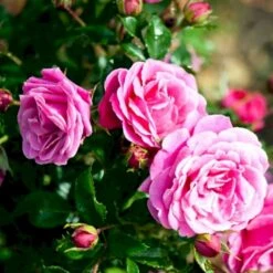 'Cardiff'™ Rosa X 'Cardiff'™ (Slotsrose) A-Kvalitet,- Barrods Roser Min. 3 Grene 12 'Cardiff'™ Rosa X 'Cardiff'™ (Slotsrose) A-Kvalitet,- Barrods Roser Min. 3 Grene -Osmoz Naturens Butik p12874 51772 rosa x cardiff slotsrose 32b0