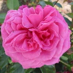 'Cardiff'™ Rosa X 'Cardiff'™ (Slotsrose) A-Kvalitet,- Barrods Roser Min. 3 Grene 13 'Cardiff'™ Rosa X 'Cardiff'™ (Slotsrose) A-Kvalitet,- Barrods Roser Min. 3 Grene -Osmoz Naturens Butik p12874 51773 rosa x cardiff slotsrose 5576