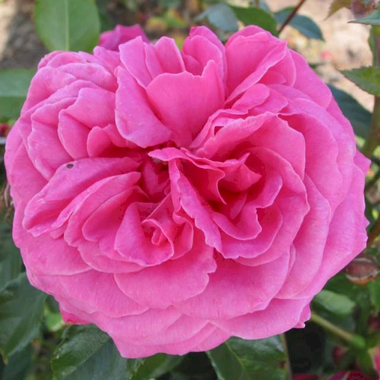 'Cardiff'™ Rosa X 'Cardiff'™ (Slotsrose) A-Kvalitet,- Barrods Roser Min. 3 Grene 8 'Cardiff'™ Rosa X 'Cardiff'™ (Slotsrose) A-Kvalitet,- Barrods Roser Min. 3 Grene - Billede 6