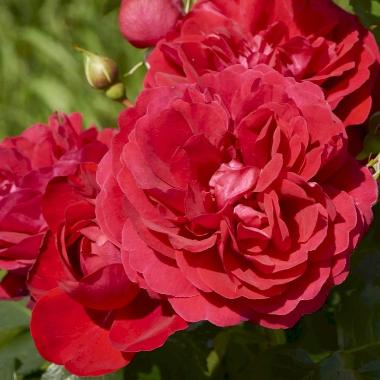 'Grenada'™ Rosa X 'Grenada'™ (Slotsrose) A-Kvalitet,- Barrods Roser Min. 3 Grene 3 'Grenada'™ Rosa X 'Grenada'™ (Slotsrose) A-Kvalitet,- Barrods Roser Min. 3 Grene