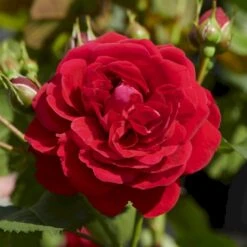 'Grenada'™ Rosa X 'Grenada'™ (Slotsrose) A-Kvalitet,- Barrods Roser Min. 3 Grene 7 'Grenada'™ Rosa X 'Grenada'™ (Slotsrose) A-Kvalitet,- Barrods Roser Min. 3 Grene -Osmoz Naturens Butik p12877 51795 rosa x grenada slotsrose 883a