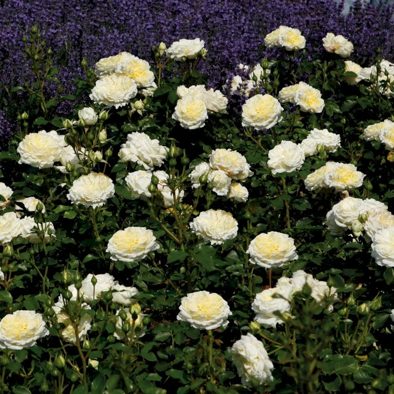 'Kronprinsesse Mary'™ Rosa X 'Kronprinsesse Mary'™ (Slotsrose) A-Kvalitet,- Barrods Roser Min. 3 Grene 3 'Kronprinsesse Mary'™ Rosa X 'Kronprinsesse Mary'™ (Slotsrose) A-Kvalitet,- Barrods Roser Min. 3 Grene