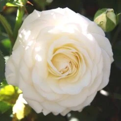 'Kronprinsesse Mary'™ Rosa X 'Kronprinsesse Mary'™ (Slotsrose) A-Kvalitet,- Barrods Roser Min. 3 Grene 13 'Kronprinsesse Mary'™ Rosa X 'Kronprinsesse Mary'™ (Slotsrose) A-Kvalitet,- Barrods Roser Min. 3 Grene -Osmoz Naturens Butik p12881 51818 rosa x kronprinsesse mary slotsrose 8aa0