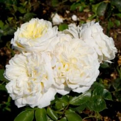 'Kronprinsesse Mary'™ Rosa X 'Kronprinsesse Mary'™ (Slotsrose) A-Kvalitet,- Barrods Roser Min. 3 Grene 14 'Kronprinsesse Mary'™ Rosa X 'Kronprinsesse Mary'™ (Slotsrose) A-Kvalitet,- Barrods Roser Min. 3 Grene -Osmoz Naturens Butik p12881 51819 rosa x kronprinsesse mary slotsrose 5e4d