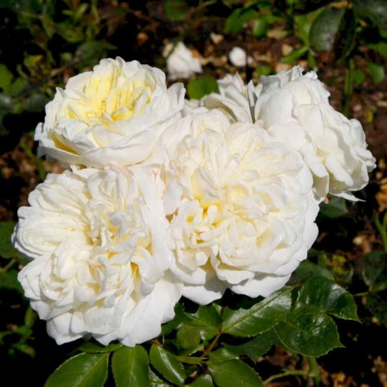 'Kronprinsesse Mary'™ Rosa X 'Kronprinsesse Mary'™ (Slotsrose) A-Kvalitet,- Barrods Roser Min. 3 Grene 6 'Kronprinsesse Mary'™ Rosa X 'Kronprinsesse Mary'™ (Slotsrose) A-Kvalitet,- Barrods Roser Min. 3 Grene - Billede 4