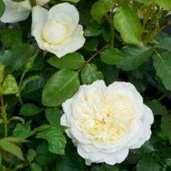'Kronprinsesse Mary'™ Rosa X 'Kronprinsesse Mary'™ (Slotsrose) A-Kvalitet,- Barrods Roser Min. 3 Grene 15 'Kronprinsesse Mary'™ Rosa X 'Kronprinsesse Mary'™ (Slotsrose) A-Kvalitet,- Barrods Roser Min. 3 Grene -Osmoz Naturens Butik p12881 51820 rosa x kronprinsesse mary slotsrose 7a79