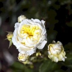 'Kronprinsesse Mary'™ Rosa X 'Kronprinsesse Mary'™ (Slotsrose) A-Kvalitet,- Barrods Roser Min. 3 Grene 16 'Kronprinsesse Mary'™ Rosa X 'Kronprinsesse Mary'™ (Slotsrose) A-Kvalitet,- Barrods Roser Min. 3 Grene -Osmoz Naturens Butik p12881 51821 rosa x kronprinsesse mary slotsrose 1307